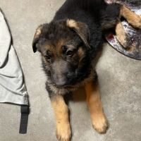 German Shepherd Puppies for sale in Monterey Park, CA, USA. price: NA