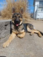 German Shepherd Puppies for sale in East Peoria, IL, USA. price: NA