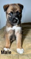 German Shepherd Puppies for sale in Hawthorne, CA, USA. price: NA