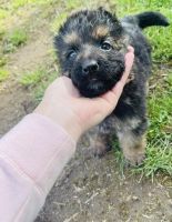 German Shepherd Puppies for sale in Vancouver, WA, USA. price: NA