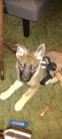 German Shepherd Puppies for sale in Northport, AL, USA. price: NA