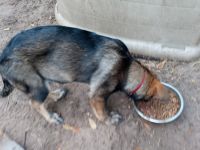 German Shepherd Puppies for sale in St. Augustine, FL, USA. price: NA