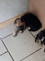 German Shepherd Puppies for sale in San Antonio, TX 78210, USA. price: NA