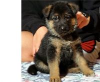 German Shepherd Puppies for sale in 3770 Stauss Ct, Antelope, CA 95843, USA. price: NA