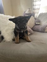 German Shepherd Puppies for sale in Euclid, OH, USA. price: NA