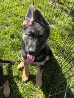 German Shepherd Puppies for sale in Eagle Point, OR 97524, USA. price: NA