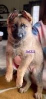 German Shepherd Puppies for sale in Frankfort, IL 60423, USA. price: NA