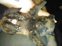 German Shepherd Puppies for sale in Concho, AZ 85924, USA. price: NA