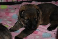 German Shepherd Puppies for sale in Alpharetta, GA, USA. price: NA