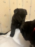 German Shepherd Puppies for sale in Central Point, OR 97502, USA. price: NA