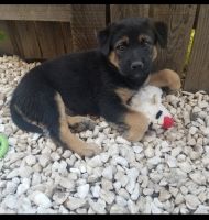 German Shepherd Puppies for sale in Sacramento, CA 95832, USA. price: NA