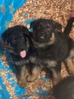 German Shepherd Puppies for sale in Colorado Springs, CO, USA. price: NA