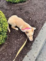 German Shepherd Puppies for sale in Middletown, CT 06457, USA. price: NA