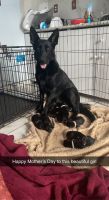 German Shepherd Puppies for sale in Sterling, VA 20164, USA. price: NA