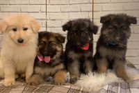 German Shepherd Puppies for sale in Brea, CA, USA. price: NA