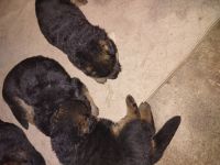German Shepherd Puppies for sale in Baytown, TX, USA. price: NA