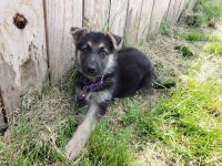 German Shepherd Puppies for sale in Covington, VA 24426, USA. price: NA
