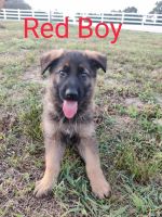 German Shepherd Puppies for sale in Hanceville, AL 35077, USA. price: NA
