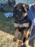 German Shepherd Puppies for sale in Houston, TX 77037, USA. price: NA
