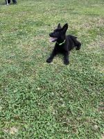 German Shepherd Puppies for sale in Robeson County, NC, USA. price: NA