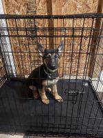 German Shepherd Puppies for sale in Malone, NY 12953, USA. price: NA