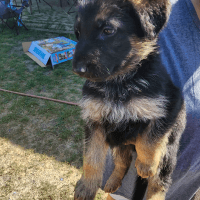 German Shepherd Puppies for sale in Houston, TX, USA. price: NA