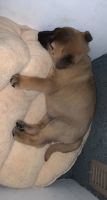 German Shepherd Puppies for sale in 2052 W Main St, Mesa, AZ 85201, USA. price: NA