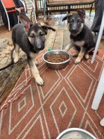 German Shepherd Puppies for sale in Ozark, MO, USA. price: NA