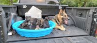 German Shepherd Puppies for sale in Brandon, MS, USA. price: NA