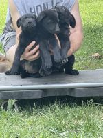 German Shepherd Puppies for sale in Niles, MI 49120, USA. price: NA