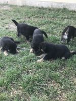 German Shepherd Puppies for sale in Buda, TX 78610, USA. price: NA