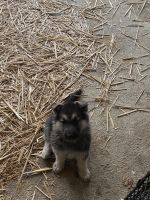 German Shepherd Puppies for sale in Ringgold, GA 30736, USA. price: NA
