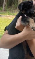 German Shepherd Puppies for sale in Jacksonville, FL, USA. price: NA