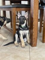 German Shepherd Puppies for sale in Waddell, AZ 85355, USA. price: NA