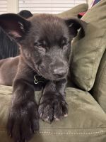 German Shepherd Puppies for sale in Canby, OR 97013, USA. price: NA