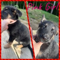 German Shepherd Puppies for sale in Prospect Hill, NC 27314, USA. price: NA