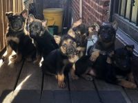 German Shepherd Puppies for sale in Chicago, IL, USA. price: NA