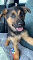 German Shepherd Puppies for sale in Donelson, Nashville, TN, USA. price: NA