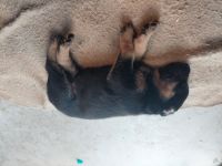 German Shepherd Puppies for sale in 11 SE 12th Ave, Fort Lauderdale, FL 33301, USA. price: NA