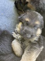 German Shepherd Puppies for sale in Conover, NC 28613, USA. price: NA