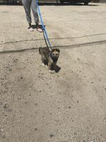 German Shepherd Puppies for sale in Tempe, AZ, USA. price: NA