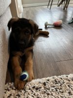 German Shepherd Puppies for sale in Lone Tree, CO, USA. price: NA