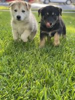 German Shepherd Puppies for sale in Rialto, CA 92376, USA. price: NA