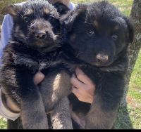 German Shepherd Puppies for sale in Asheboro, NC, USA. price: NA