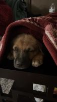 German Shepherd Puppies for sale in Dearborn, MI, USA. price: NA
