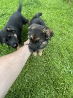 German Shepherd Puppies for sale in New Boston, Huron Charter Twp, MI 48164, USA. price: NA