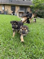 German Shepherd Puppies for sale in Houston, TX, USA. price: NA