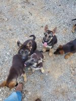 German Shepherd Puppies Photos