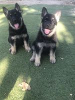 German Shepherd Puppies for sale in Miami, FL, USA. price: NA
