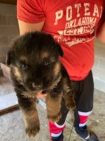German Shepherd Puppies for sale in Wister, OK 74966, USA. price: NA
